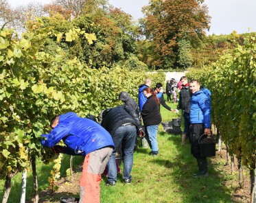 Johann W, vinobraní, ročník 2017